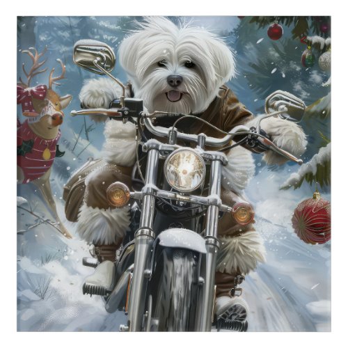 Coton De Tulear Dog Riding Motorcycle Christmas  Acrylic Print
