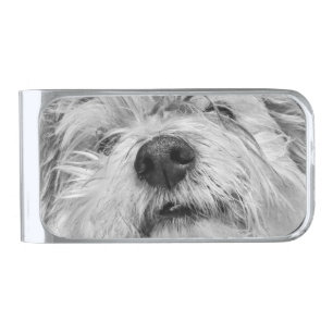Coton de Tulear dog Silver Finish Money Clip