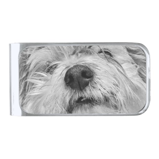 Coton de Tulear dog Silver Finish Money Clip (Front)