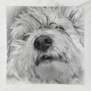 Coton de Tulear dog Trinket Tray