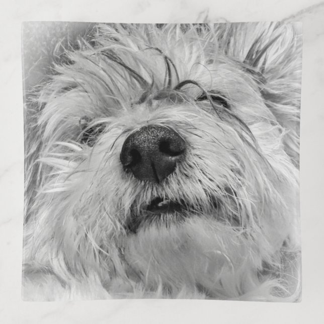 Coton de Tulear dog Trinket Tray (Front)