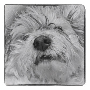 Coton de Tulear dog Trivet