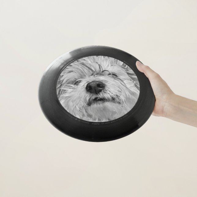 Coton de Tulear dog Wham-O Frisbee (In Hand)