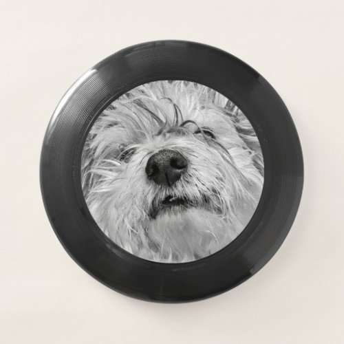 Coton de Tulear dog Wham_O Frisbee