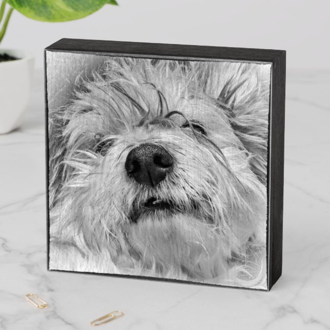 Coton de Tulear dog Wooden Box Sign (In Situ Horizontal)