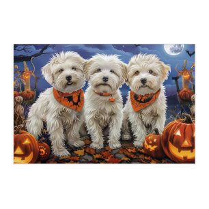 Coton De Tulear Halloween Spooky Acrylic Print