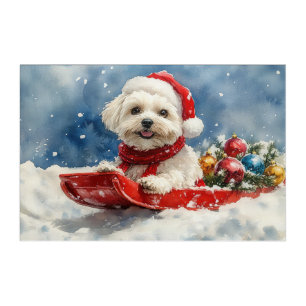 Coton De Tulear in Sledge Let it Snow Christmas Acrylic Print
