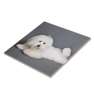 Coton de Tulear - Joci Ceramic Tile