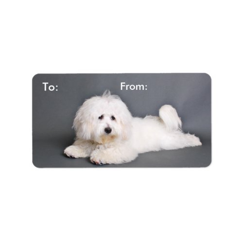 Coton de Tulear _ Joci Label