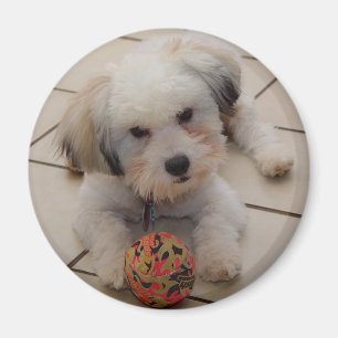 Coton de Tulear Magnet