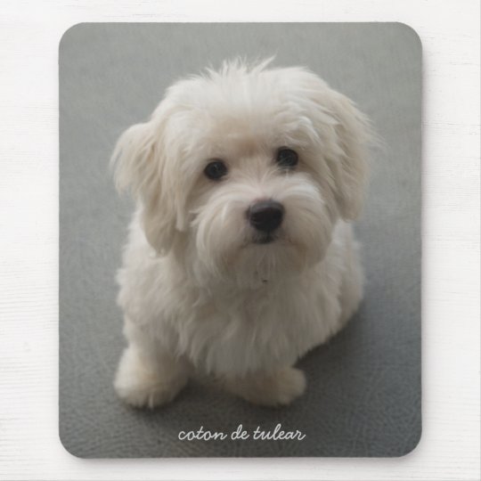 Coton De Tulear Mouse Pad Zazzle Com