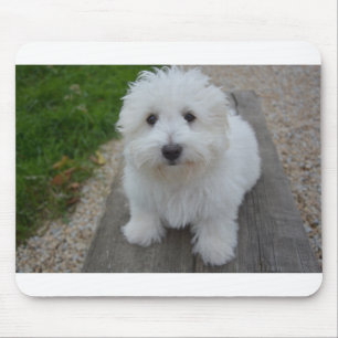 Coton de Tulear on bench Mouse Pad