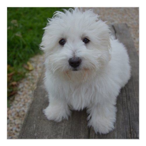 coton de tulear on bench poster