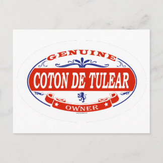 Coton De Tulear  Postcard
