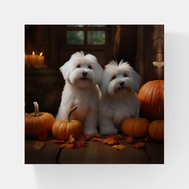 Coton De Tulear Puppy Autumn Delight Pumpkin  Paperweight (Front)