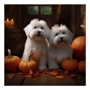 Coton De Tulear Puppy Autumn Delight Pumpkin Poster