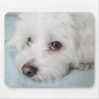Coton de Tulear Puppy Eyes