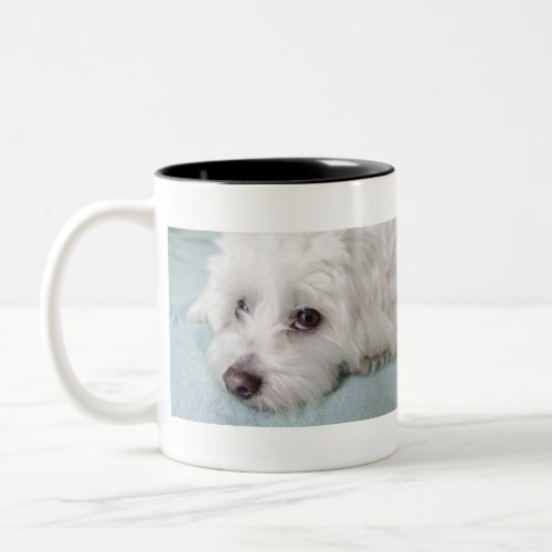 Coton de Tulear Puppy Eyes Two_Tone Coffee Mug