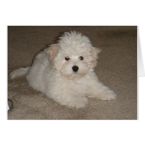 Coton_de_Tulear_puppypng