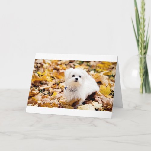 Coton de Tulear SAYS HAPPY 50th BIRTHDAY Card