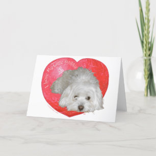 Coton de Tulear Valentine's Day Holiday Card