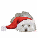 Coton de Tulear - Waiting Statuette<br><div class="desc">Each of the designs is available on all of the Zazzle products.  Please scroll to Transfer This Design on this product's page and choose your favorite product.  You may customize your choice with our Text Tool,  as well.  There are many marvelous Fonts to choose from.  Thank you!</div>