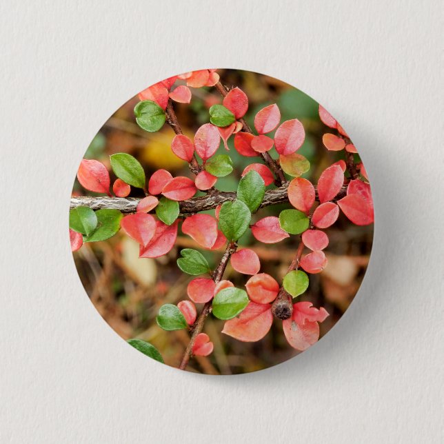 Cotoneaster horizontalis Badge Button (Front)