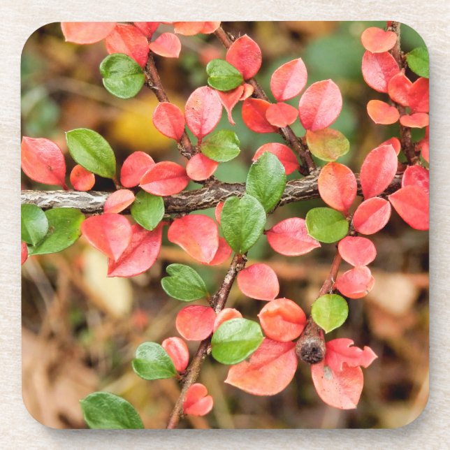 Cotoneaster horizontalis beverage coaster (Front)