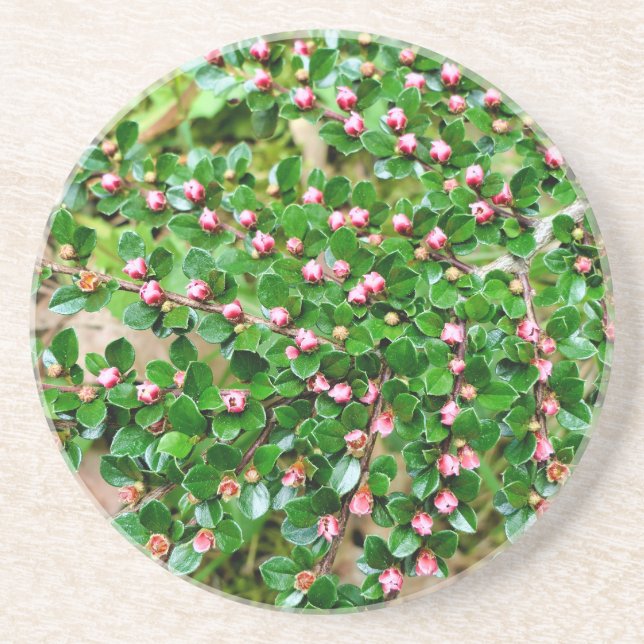 Cotoneaster horizontalis coaster (Front)