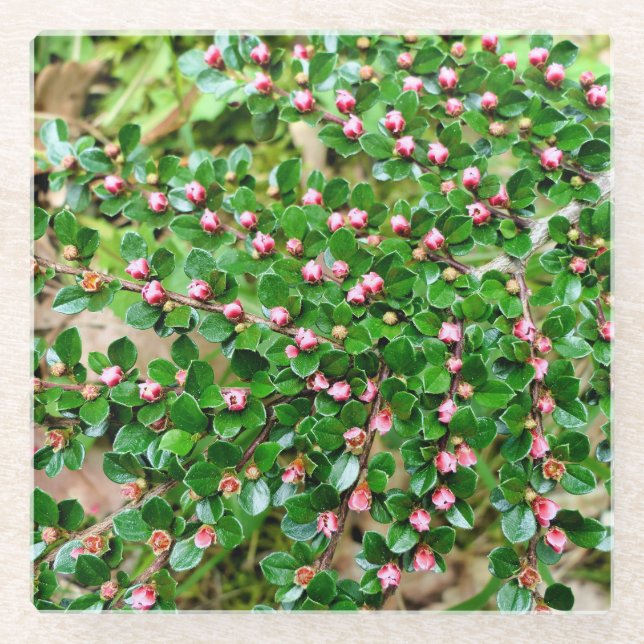 Cotoneaster horizontalis glass coaster (Front)