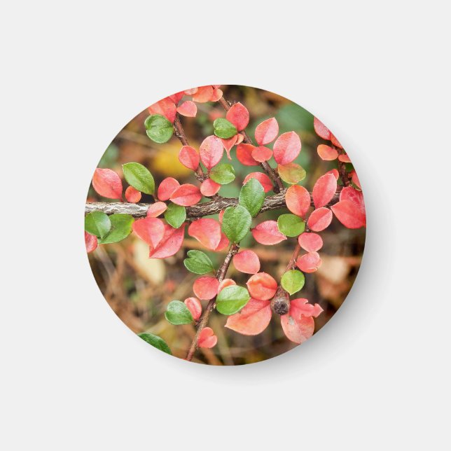 Cotoneaster horizontalis Magnet (Front)