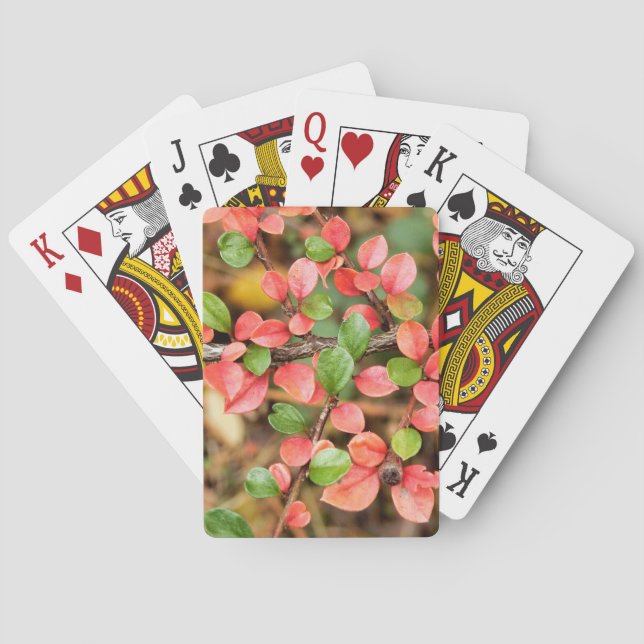 Cotoneaster horizontalis poker cards (Back)