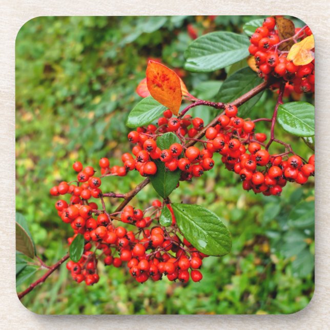 Cotoneaster lacteus  beverage coaster (Front)