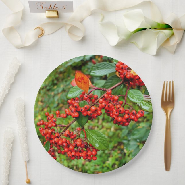 Cotoneaster lacteus Paper Plate (Wedding)