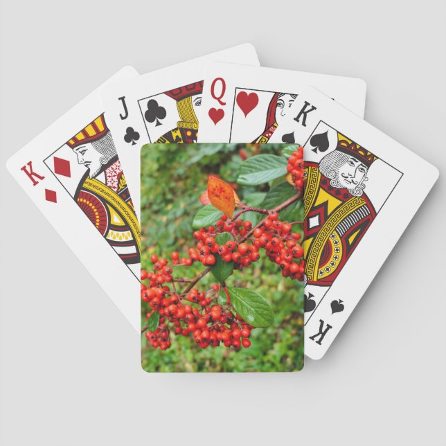 Cotoneaster lacteus  poker cards (Back)