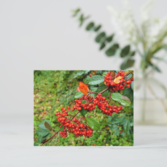 Cotoneaster lacteus  postcard (Standing Front)