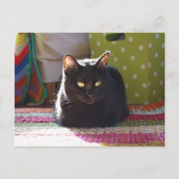 "cottage Comfort" Cat Photography Postcard by time2see at Zazzle