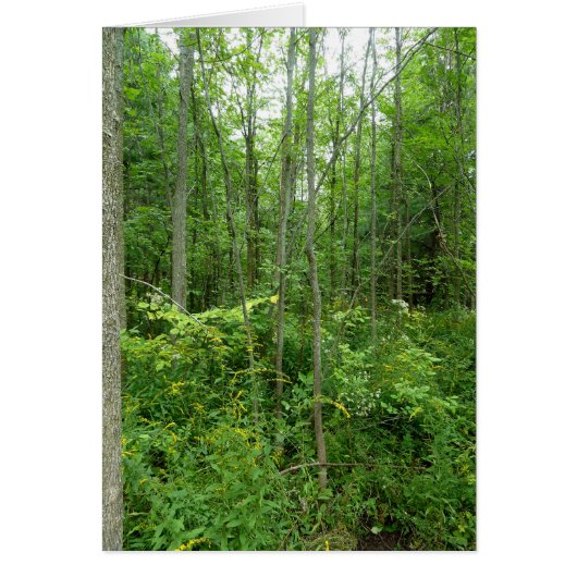 "Cottage Country" Photo Cards (Front)