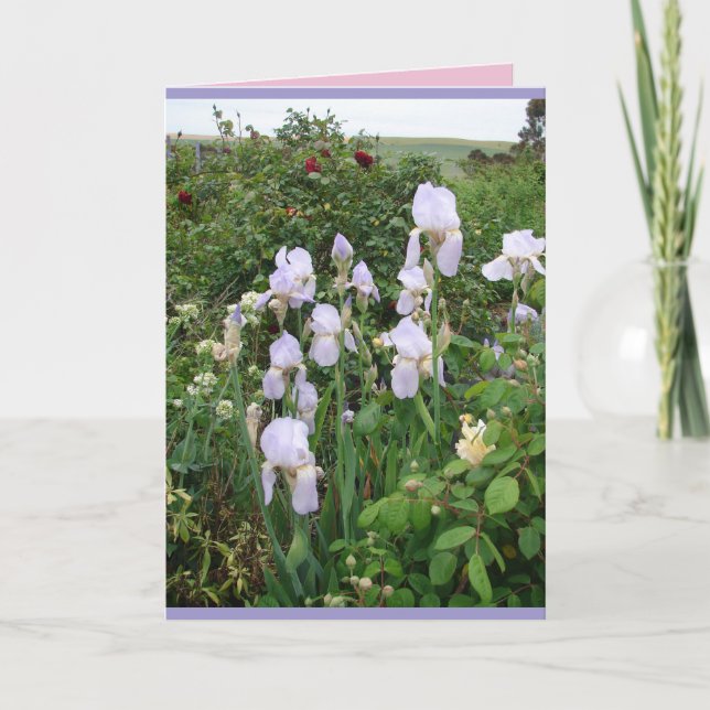 Cottage Garden Purple Iris Irises floral Card (Front)