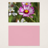 Cottage garden, Rosalinde (Front & Back)