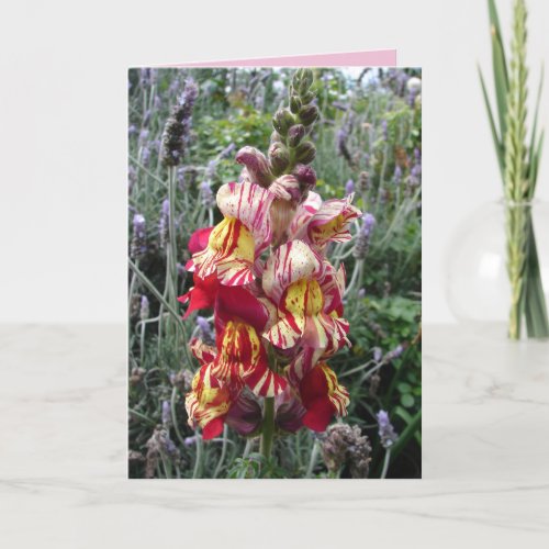 Cottage Garden Striped Red Snapdragon floral Card