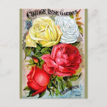 Cottage Rose Garden Postcard by vintagechest at Zazzle
