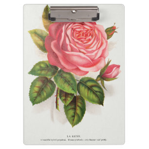 Cottagecore Antique Pink Rose Floral Illustration Clipboard