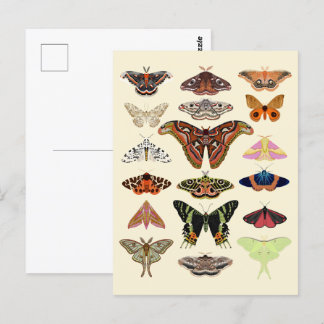 Cottagecore Moths Postcard