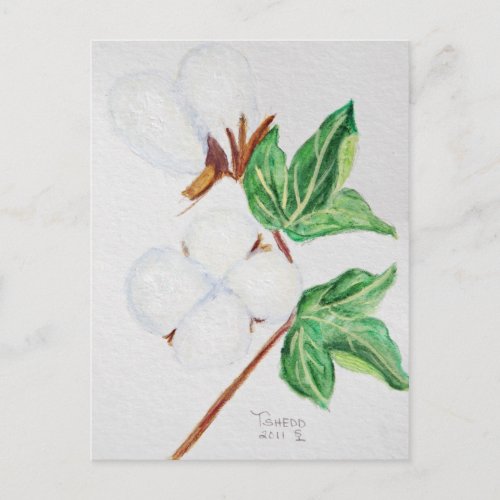 Cotton Boll Botanical Postcard White