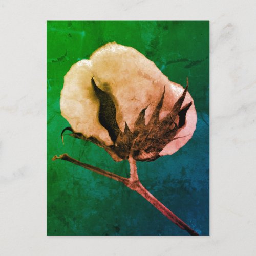Cotton Boll Postcard