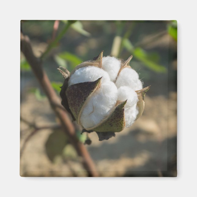 Cotton bud magnet (Front)