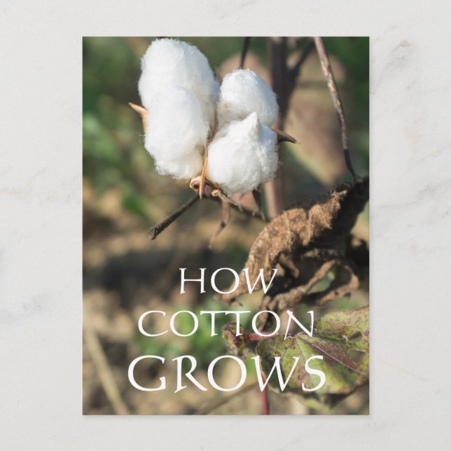 Cotton bud postcard (Front)