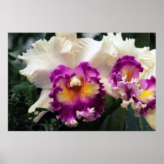 Cotton Candy Orchid Art Poster -60x40 -or smaller