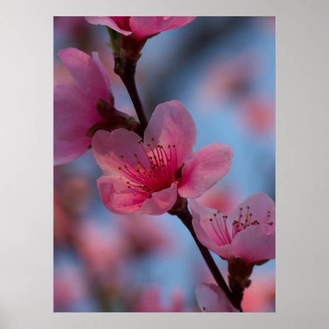 cotton candy poster (Front)